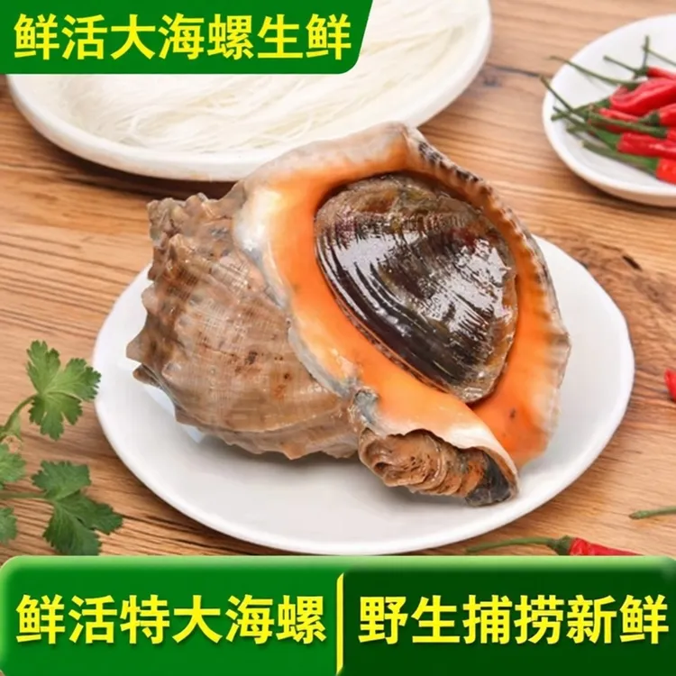 海鲜鲜活特大海螺大个海螺一整箱当天捕捞生鲜贝类水产无泥沙3斤