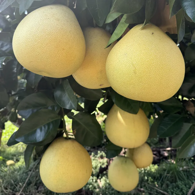 湖北宣恩李家河白柚贡水白柚现摘顺丰包邮