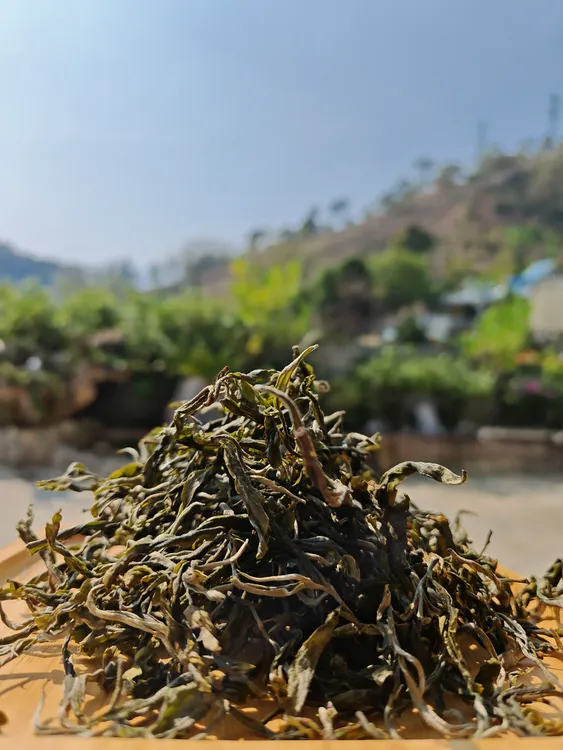 坝卡2025年125克头春混采生茶