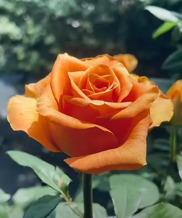 新品 甜橙 切花玫瑰月季  灌木 阳台庭院盆栽植物花卉