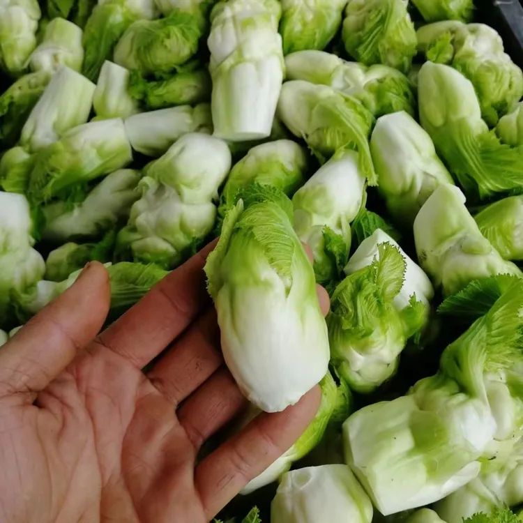 【只发儿仔】四川当季儿菜新鲜纯儿子抱儿菜做泡菜农家露天种植
