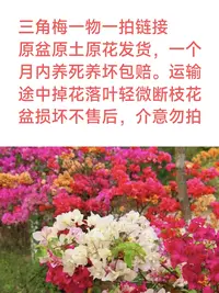 彩花三角梅 掉花落叶不售后一八