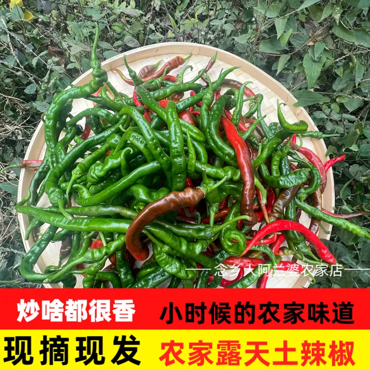 江西农家辣椒薄皮新鲜土辣椒露天湖南青椒特辣爆辣现摘现发辣味