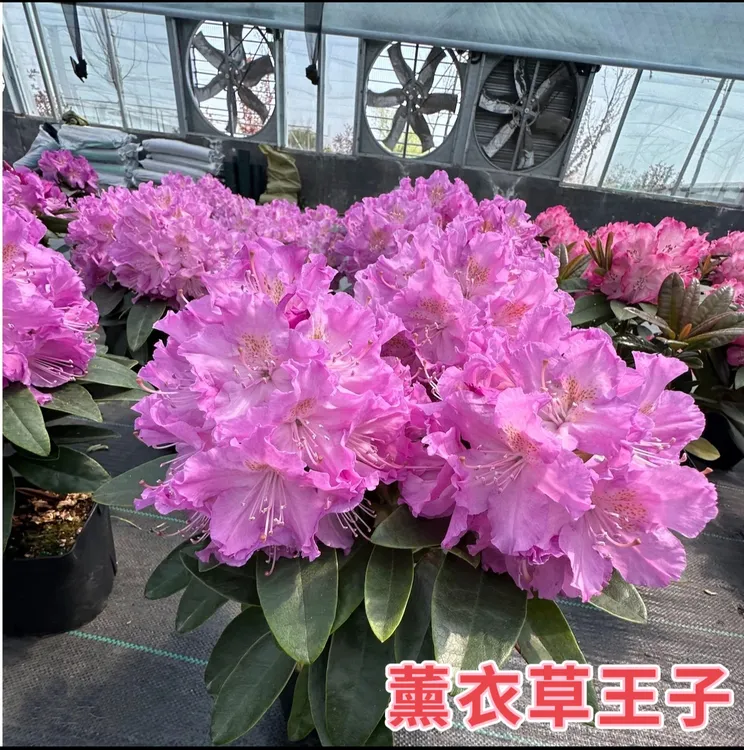 P150薰衣草王子高山杜鹃中苗原盆原土发货适合阳台庭院
