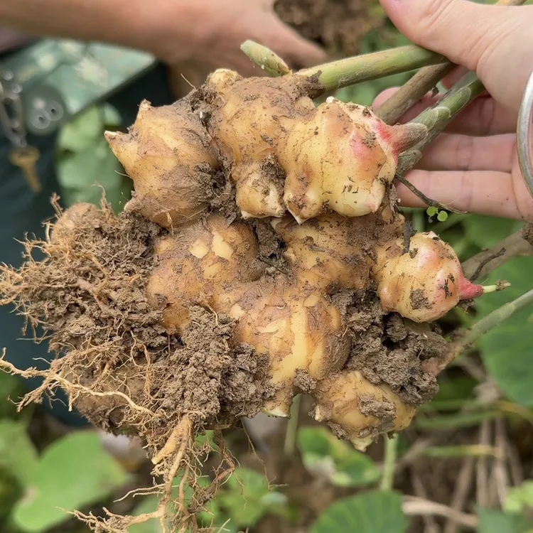 广西农家自种小黄生姜新鲜现挖辛辣够味5斤装包邮老嫩混发