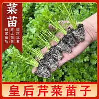 芹菜秧苗幼苗小苗大肉西芹秧苗芹菜苗批发香芹盆栽地栽四季种植苗