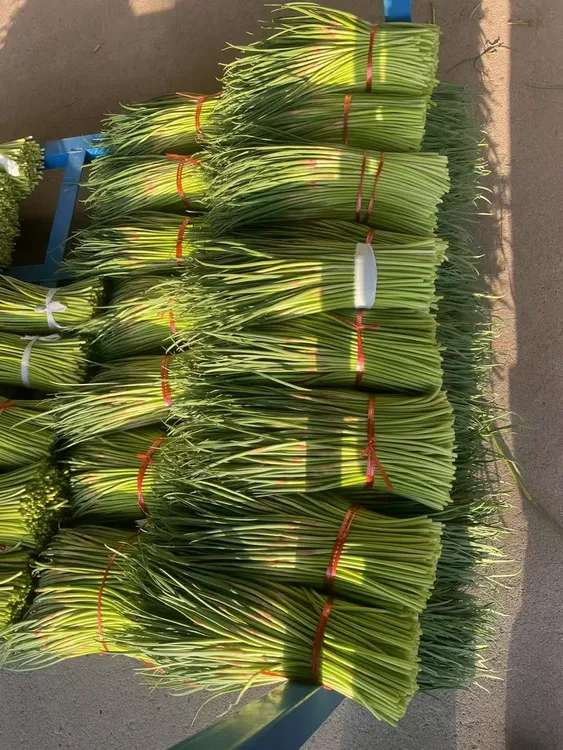 新鲜蒜苔农家种植脆嫩蒜苔健康营养当季蔬菜