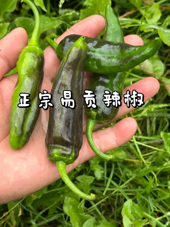 易贡二茬辣椒中辣
