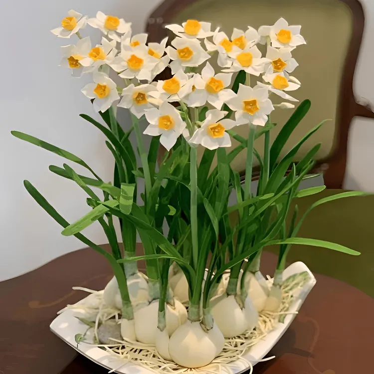 水仙花种球水培耐寒室内四季水养花卉盆栽植物