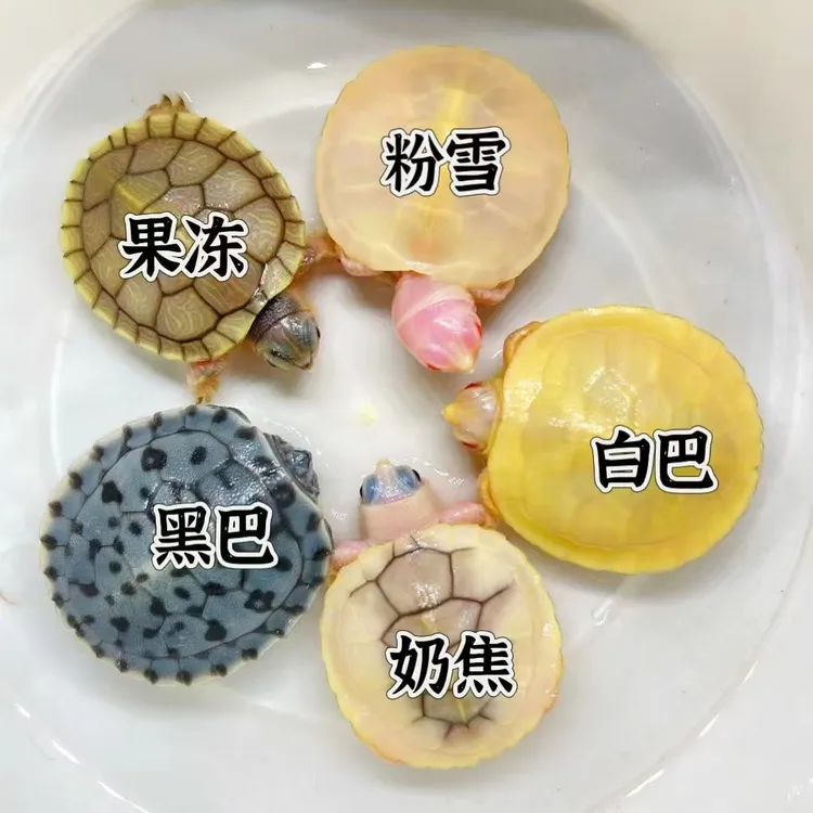 直播选龟一龟一价观赏宠物龟人工繁殖【自己私拍，只发龟粮】