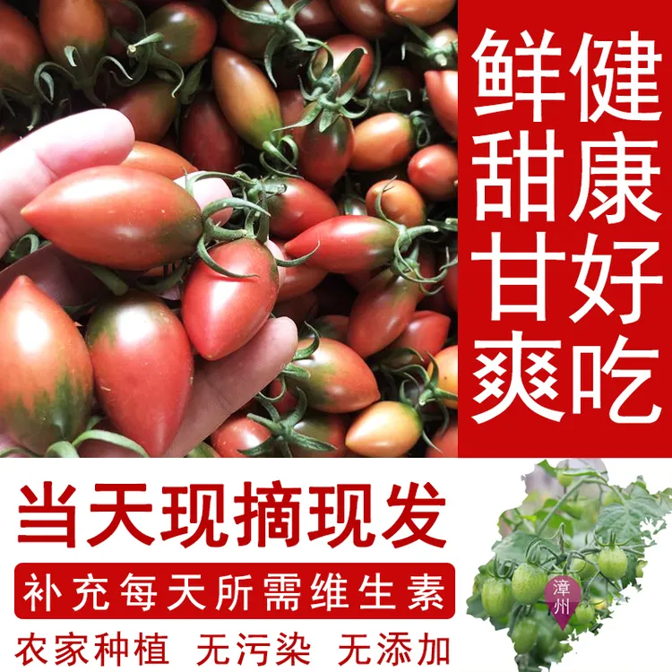 福建子弹头小番茄农家种植脆甜多汁当季水果现摘现发圣女果