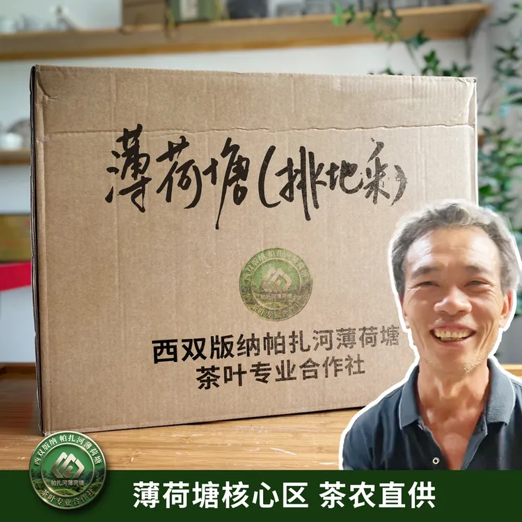 帕扎河2025年薄荷塘挑采头春茶 西双版纳帕扎河薄荷塘茶叶合作社