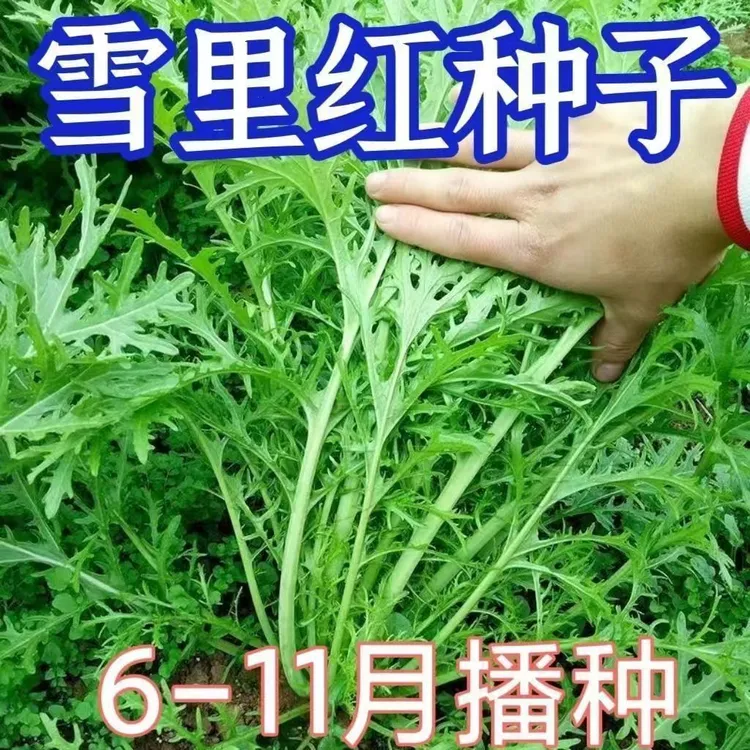 正宗九头鸟雪里红种子一年四季细叶粗叶雪里蕻农家高产咸菜蔬菜籽