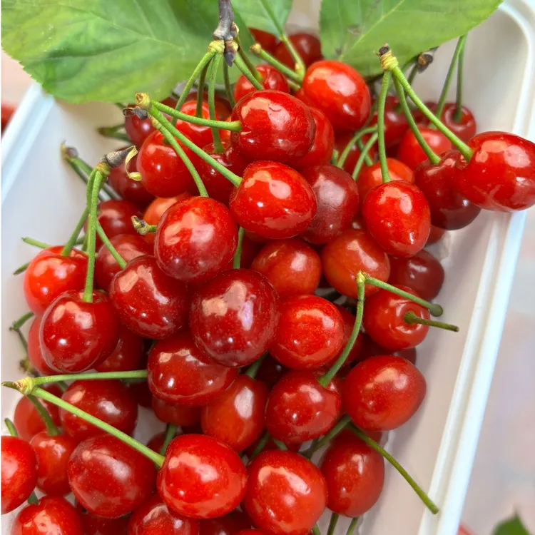 【顺丰空运/冷链保鲜】贵州樱桃【玛瑙红】1斤-3斤盒装J 内附果径卡