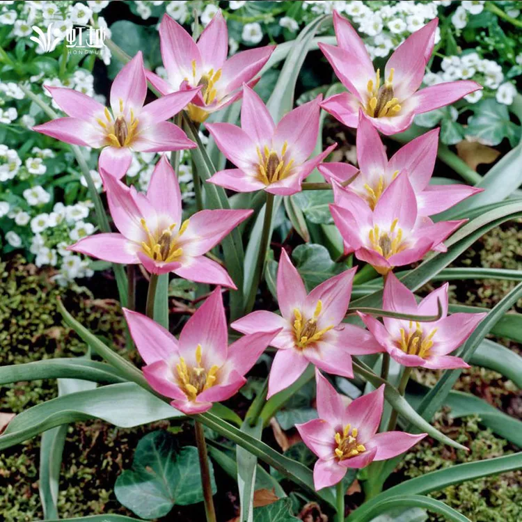 HONGYUE/虹越进口原生郁金香种球根花卉可盆栽地栽耐寒易养现货