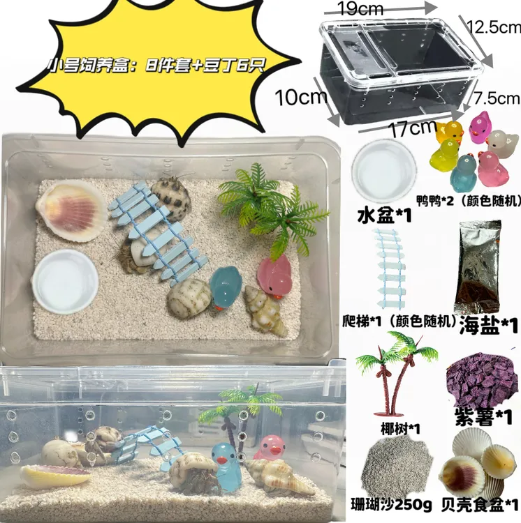 寄居蟹新手批发套装饲养箱萌宠物小豆丁寄居蟹小螃蟹缸儿童节礼物