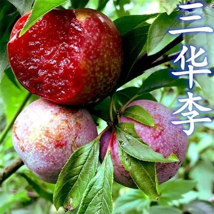 嫁接三华李子树苗红心李子特大离核爆甜苗南北方种植盆栽地栽包邮
