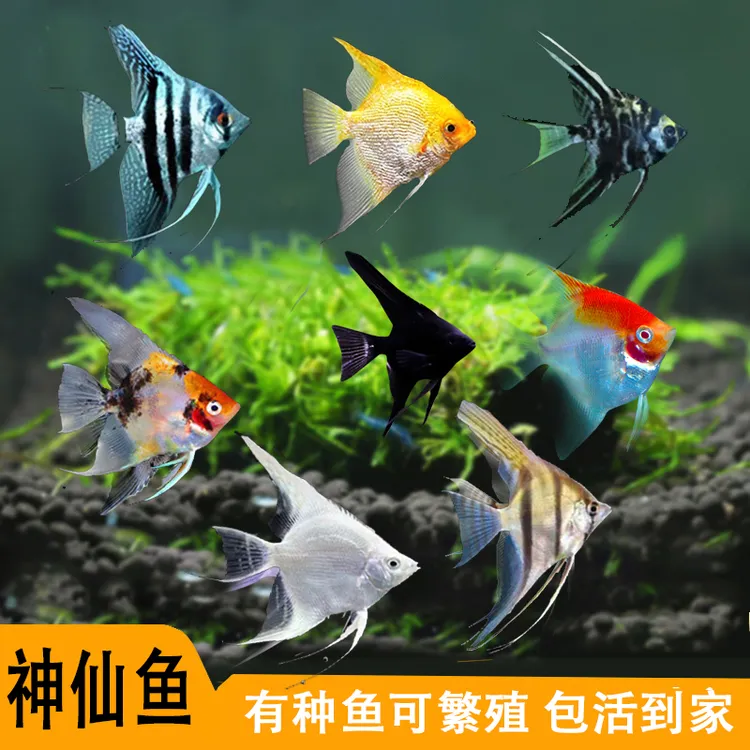种鱼可繁殖神仙鱼燕鱼秘鲁淡水鱼红头三色雪燕熊猫活体热带观赏鱼