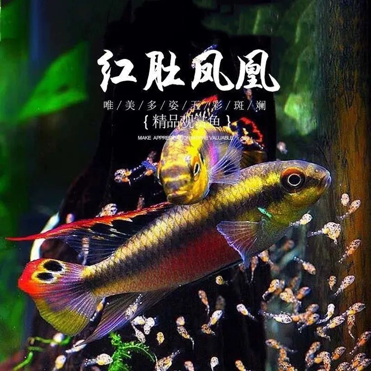 红肚凤凰短鲷鱼热带淡水观赏鱼皮实好样会自己带娃包邮包损