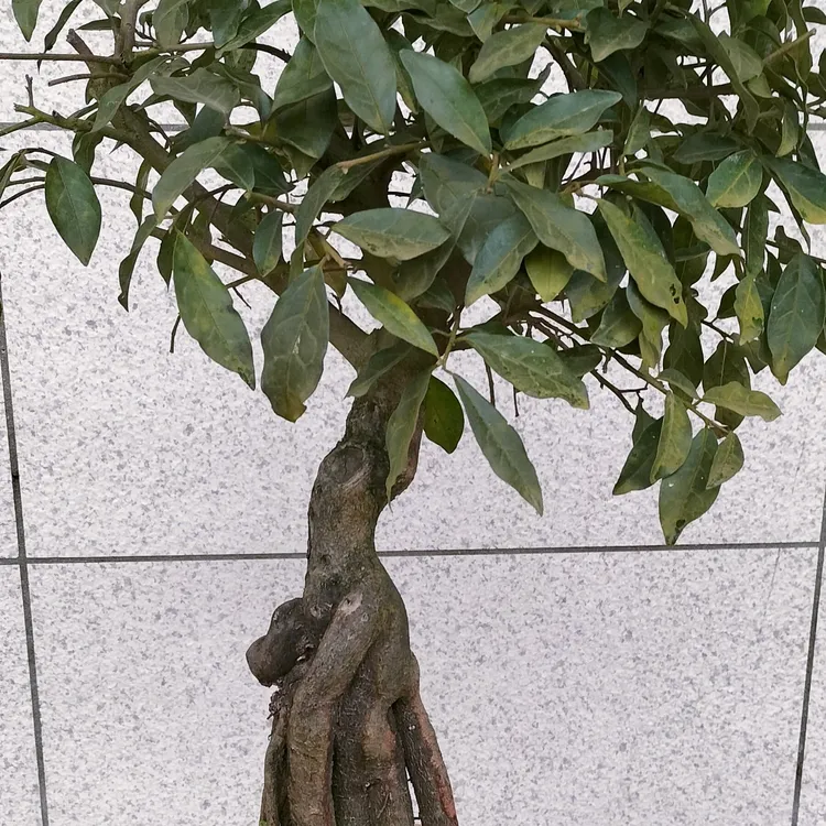 金弹子盆景素材，大红葫芦果