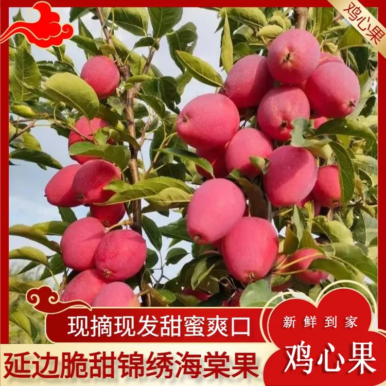 【大峰哥专属】东北延边鸡心果脆甜可口 新鲜应季现摘现发 礼盒包装大果