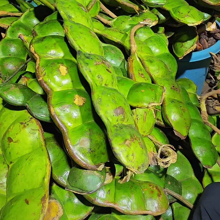 榼藤豆荚 做摆件 挂件 手工