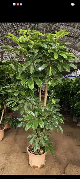 老板树（短叶子的）（图片仅供参考，折叶片儿，枝条不赔）