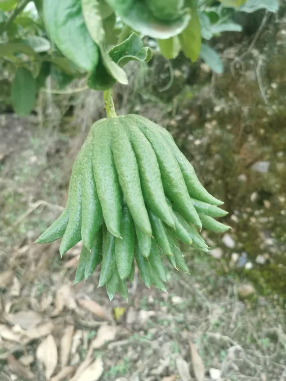 【老板清园宠粉福利】云南大佛手柑新鲜采摘