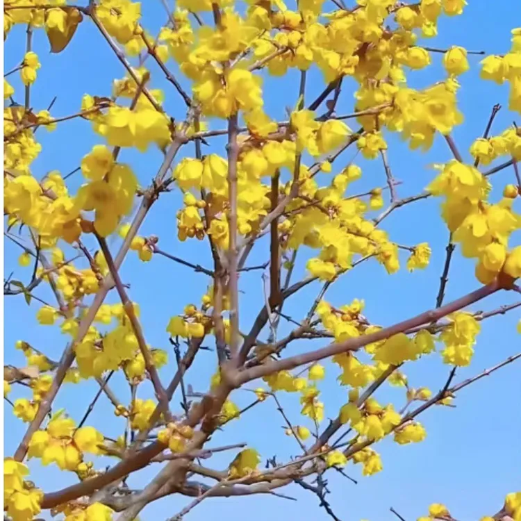 腊梅花树/庭院风景树/盆景腊梅/地栽腊梅/高杆腊梅/棒棒糖腊梅