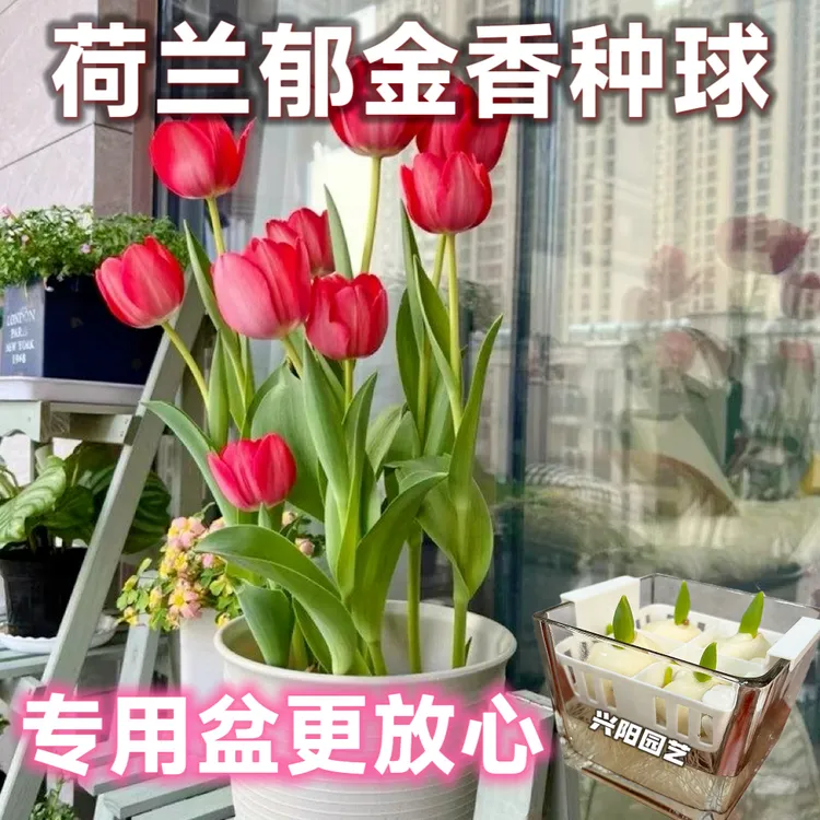 水培郁金香定植盆种球荷兰进口五度球植物室内外耐寒盆栽种子植物