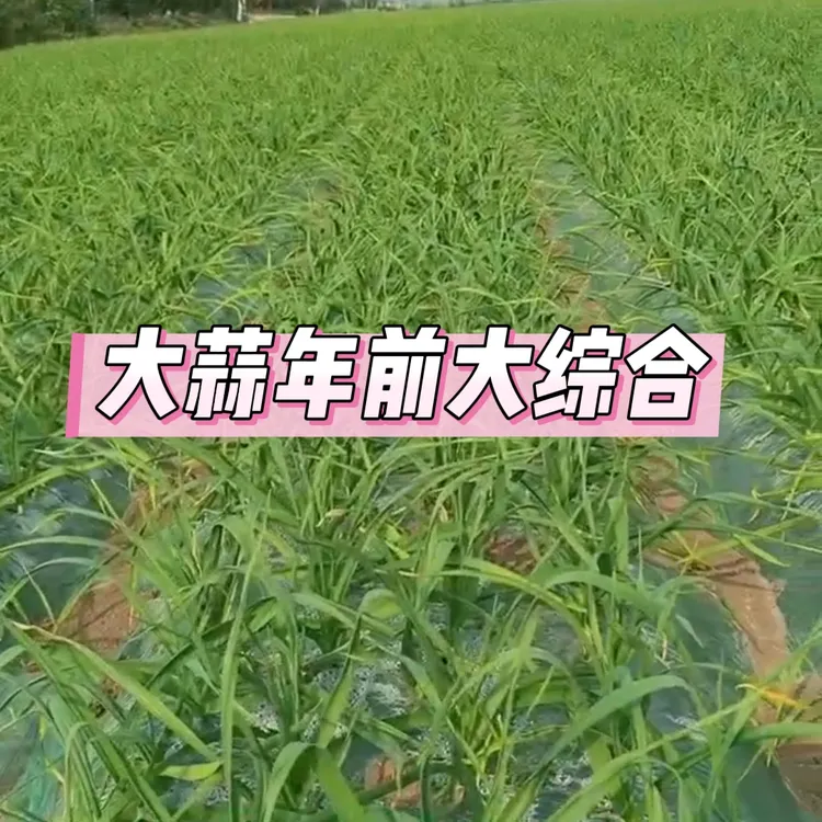 【大蒜年前大综合】大蒜年前生根防冻防并营养壮苗叶面组合