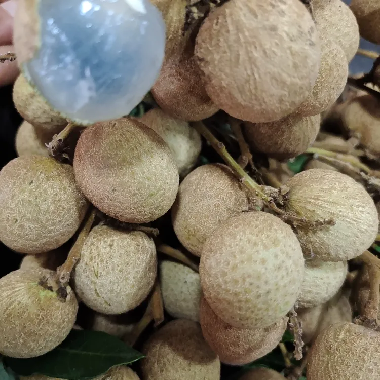 现摘龙眼新鲜清甜当季水果