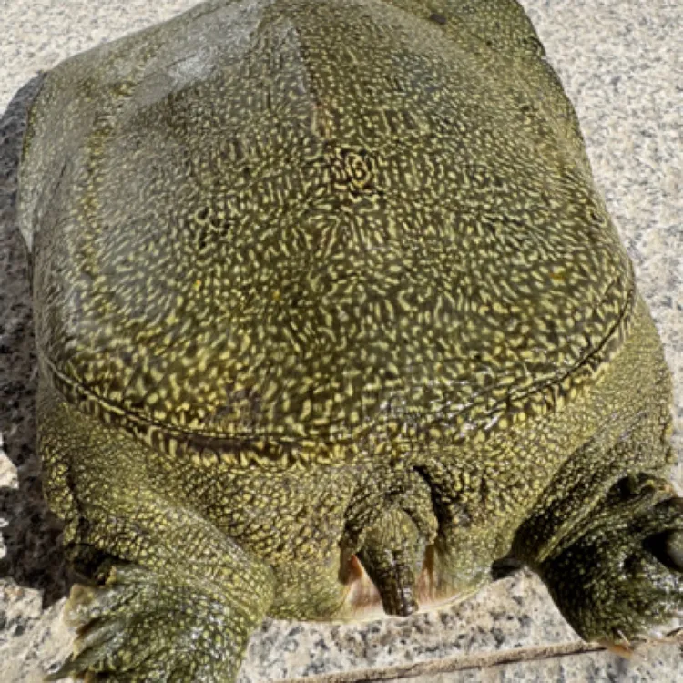 生态鲜活外塘大甲鱼包邮包活