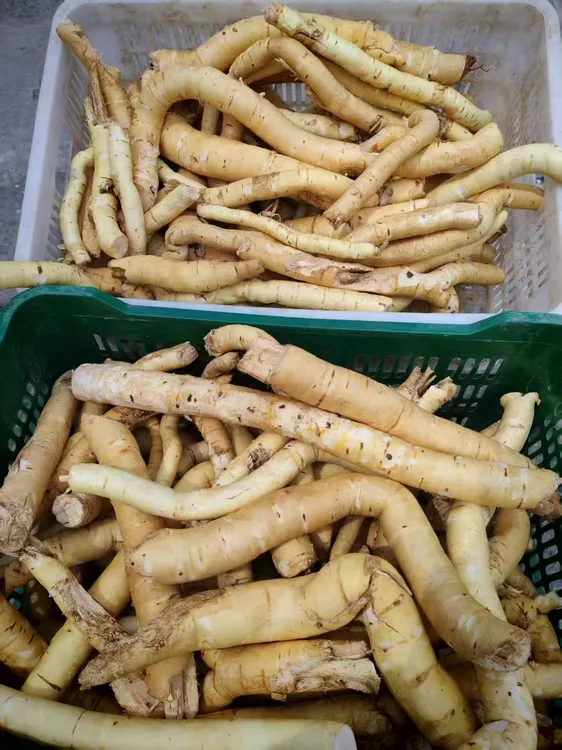 贵州新鲜阳雀花根抽心泡酒煲汤中药材