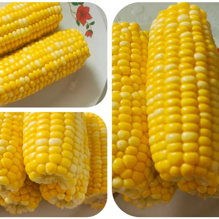 金银双色水果玉米段开袋即食玉米段双色水果甜玉米开袋3斤