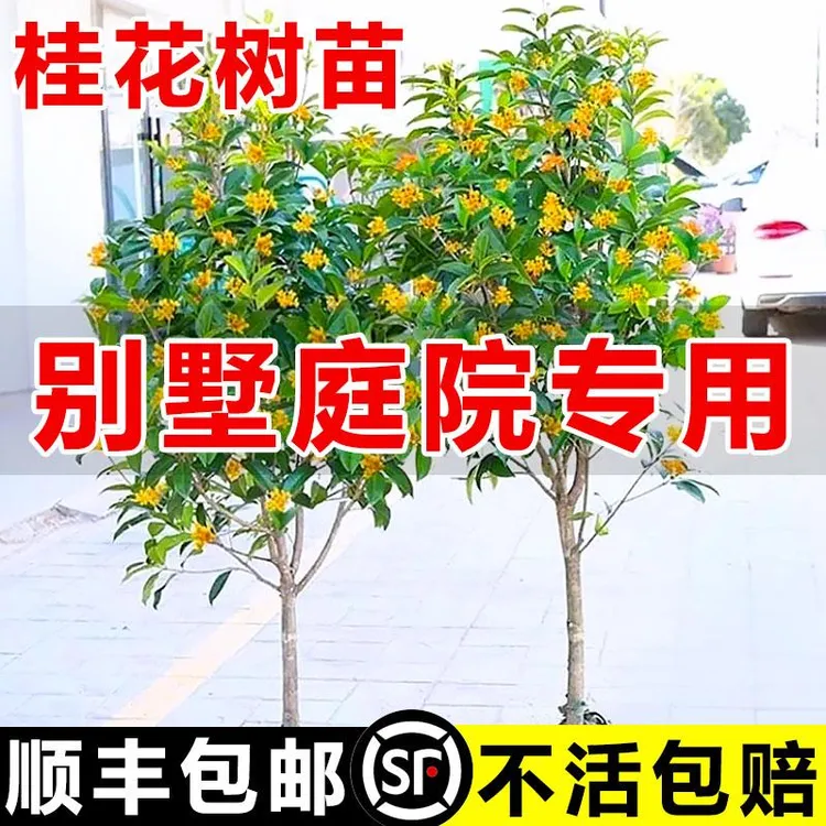原生桂花树苗大树北方耐寒植物庭院地栽浓香型金桂丹桂四季桂盆栽
