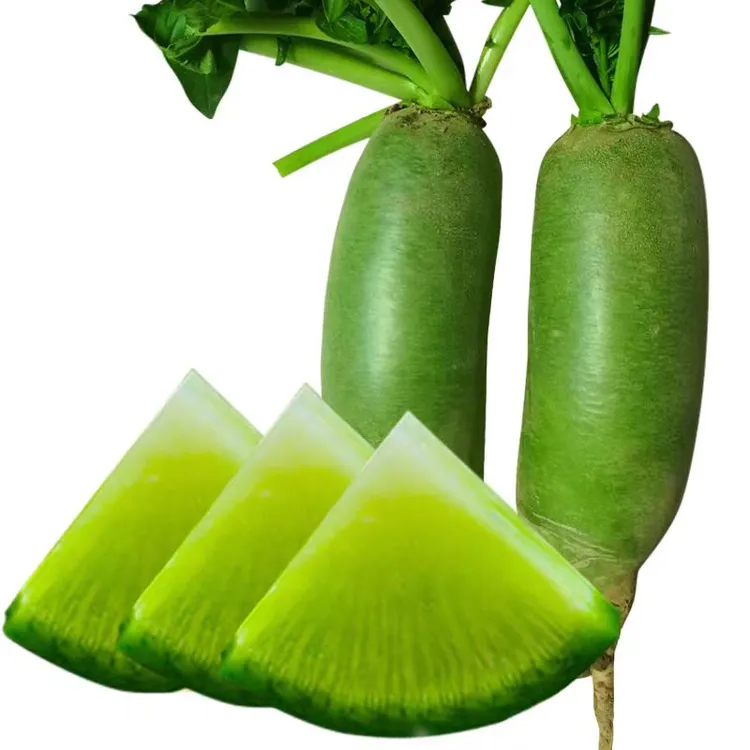 宁夏固原青皮萝卜现挖现发清脆多汁微微辣可当水果生吃开封仓发货