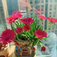红花奔龙拍一发二多肉植物桌面绿植好养适合办公室阳台花卉