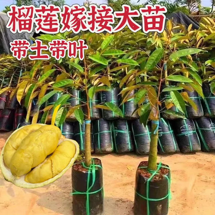 金枕榴莲苗，猫山王榴莲苗，黑剌榴莲苗，红肉榴莲苗（正宗榴莲树苗