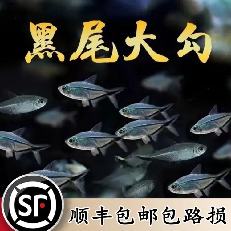 （黑尾）热带鱼群游鱼灯科鱼易存活热带黑尾鱼小型观赏鱼