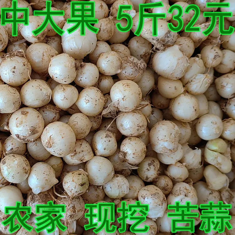 团葱果 贵州 苦蒜头 葱果 苦藠头 苦葱果 茭白小根蒜野山葱野小蒜