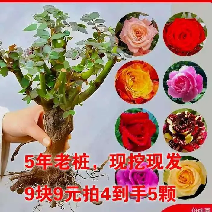 玫瑰花苗云南玫瑰老庄大苗四季开花大花阳台庭院盆栽地栽耐寒耐冻