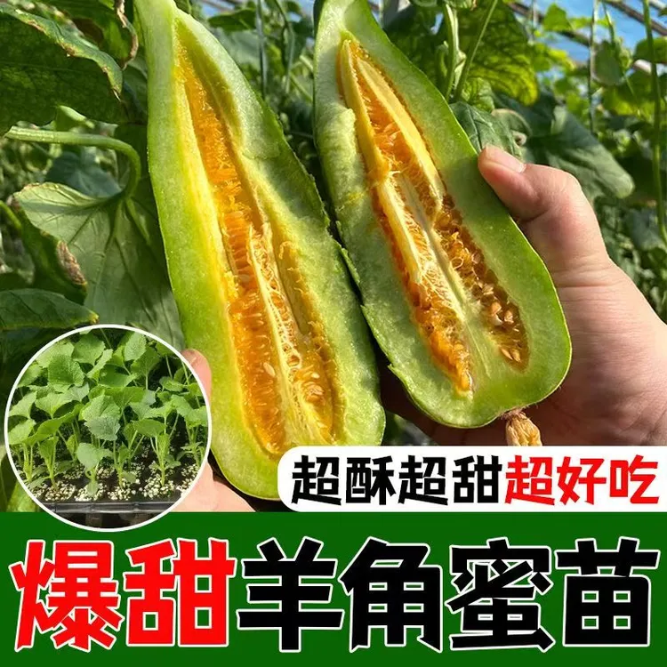 爆甜羊角蜜秧苗穴盘育苗水果根系发达盆栽地栽蔬菜苗