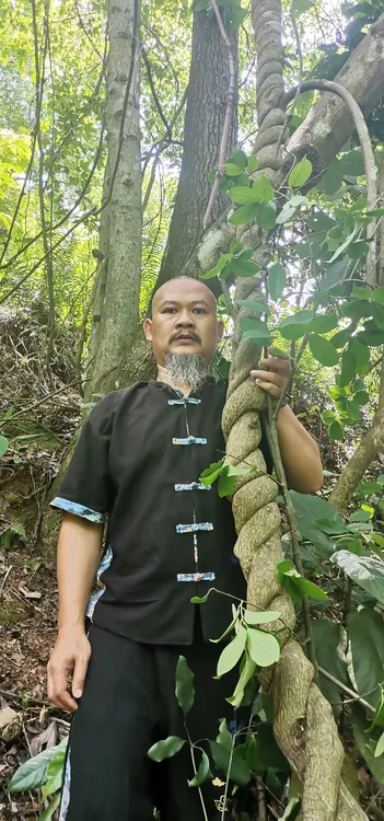 广西深山特级野生南蛇藤干品500克包邮
