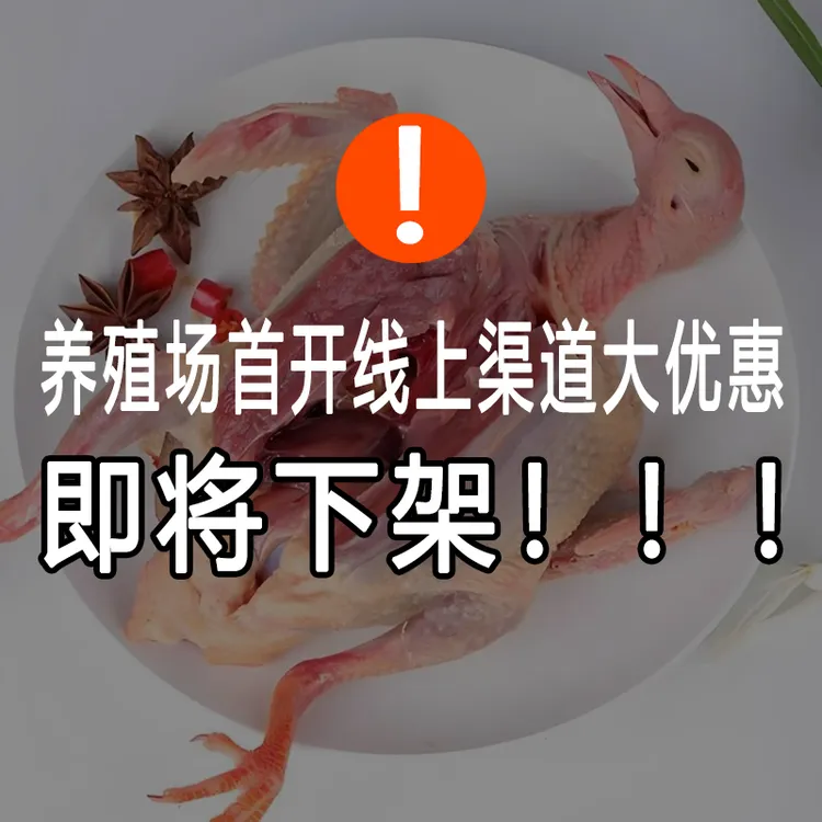 中山石岐乳鸽精品鸽子现杀新鲜杂粮喂养老鸽子【顺丰包邮】坏单包赔