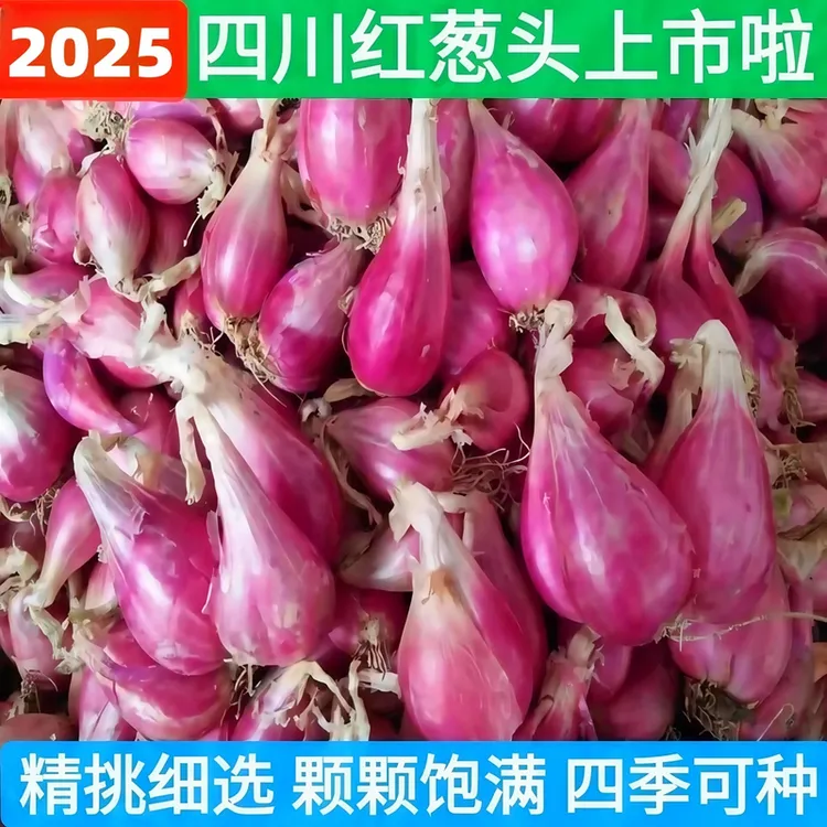 四季小香葱正宗红葱头秧苗抗寒耐热品种农家自种阳台农田专用分葱