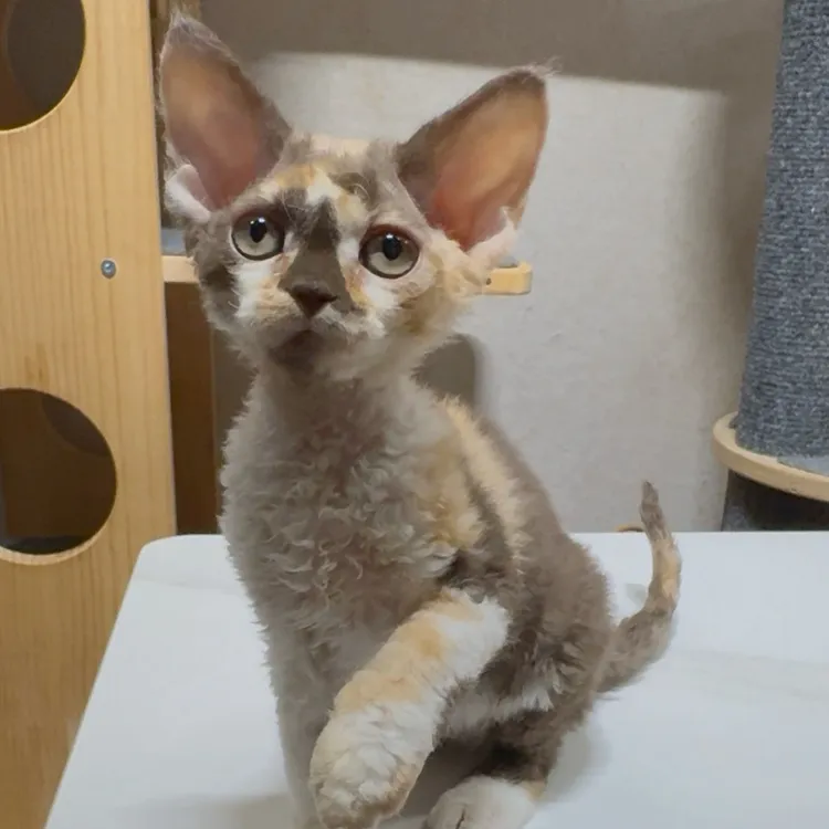 一休德文猫|乳三花妹妹长毛血繁育级