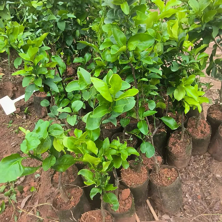 砂糖橘苗带杯发货