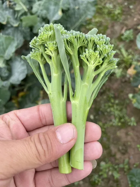 西兰苔新鲜露天种植时令蔬菜口感鲜嫩清甜