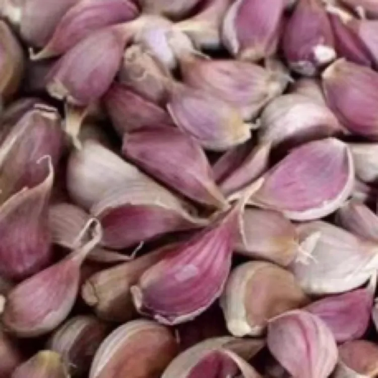 四川早蒜种产地直发出蒜台蒜苗